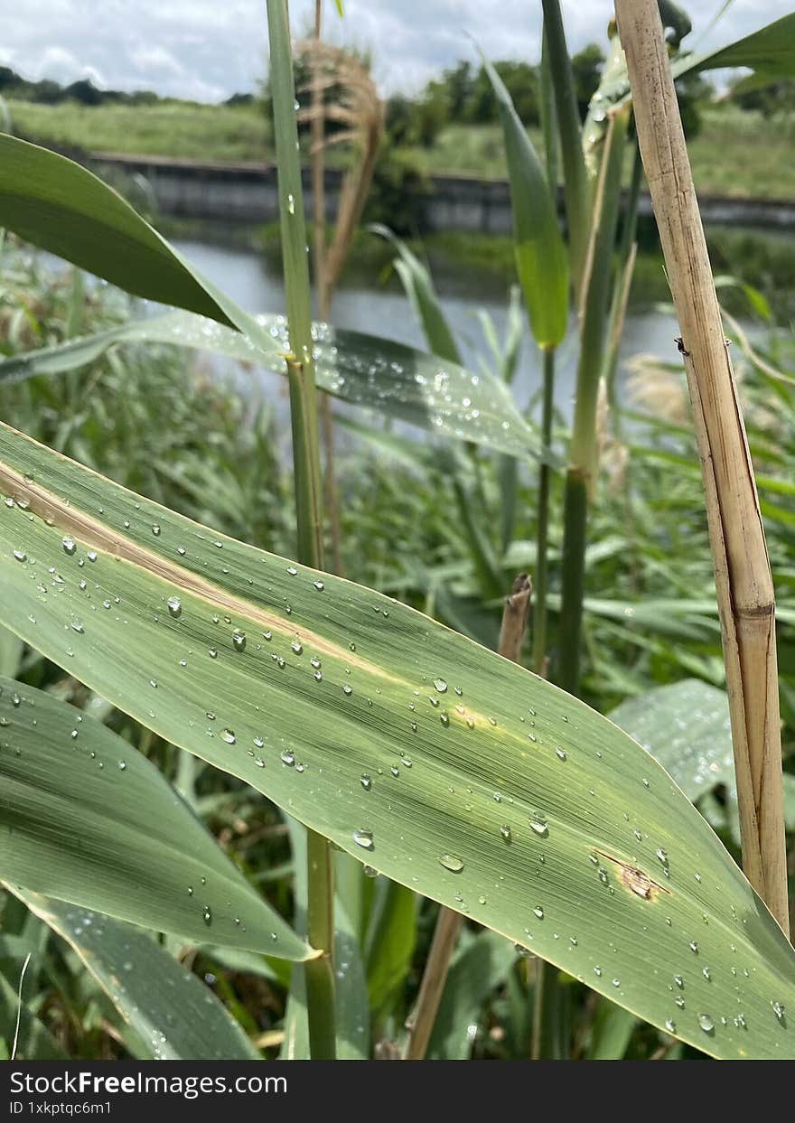 Close-up of reed leaves with dew drops by a river