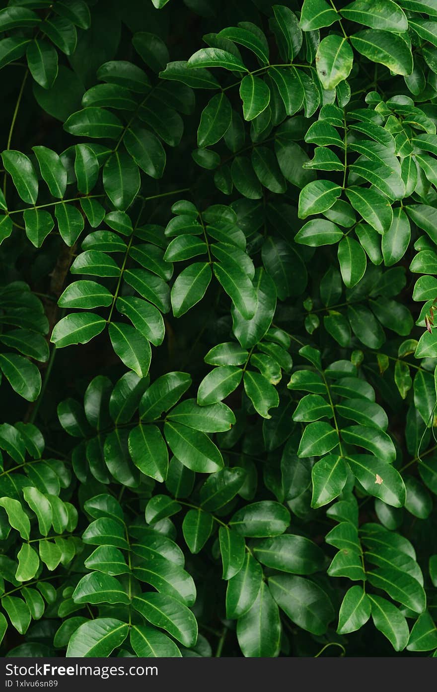 Glossy green pinnate leaves with symmetrical leaflets densely overlap, creating a lush, tropical texture.