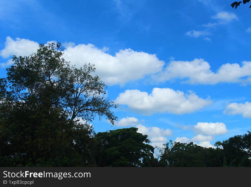 A vibrant blue sky filled with fluffy white clouds above a tropical forest landscape. The calm and peaceful midday atmosphere highlights the beauty of nature. A vibrant blue sky filled with fluffy white clouds above a tropical forest landscape. The calm and peaceful midday atmosphere highlights the beauty of nature