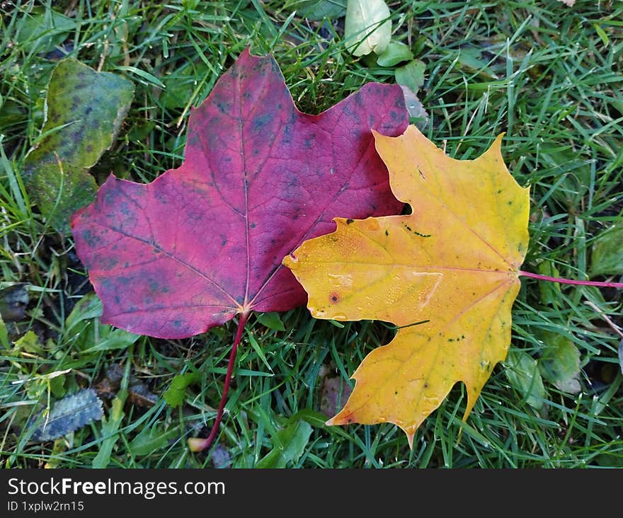 Maple leaves on the ground.
