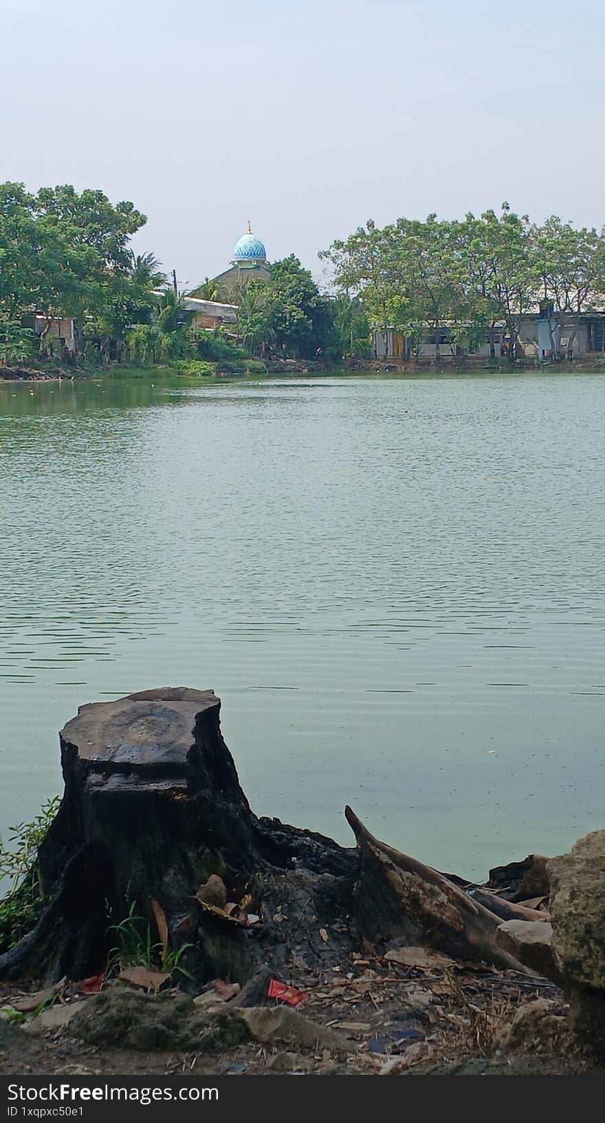 Pieces of wood on the edge of the lake