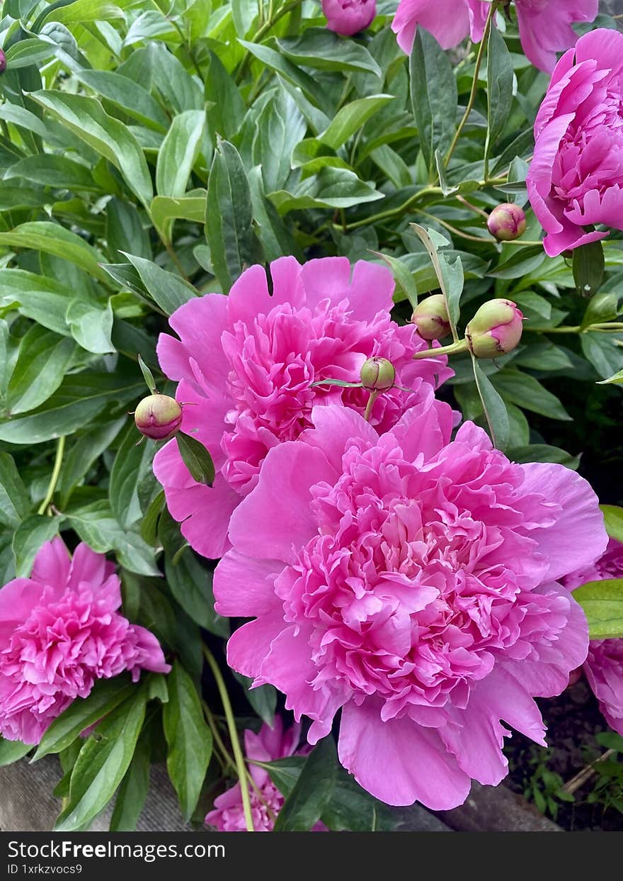 Close-up of bright pink peony flowers blooming in a garden. Lush green leaves and flower buds surround the delicate, ruffled petals. A beautiful representation of spring and natural floral beauty.