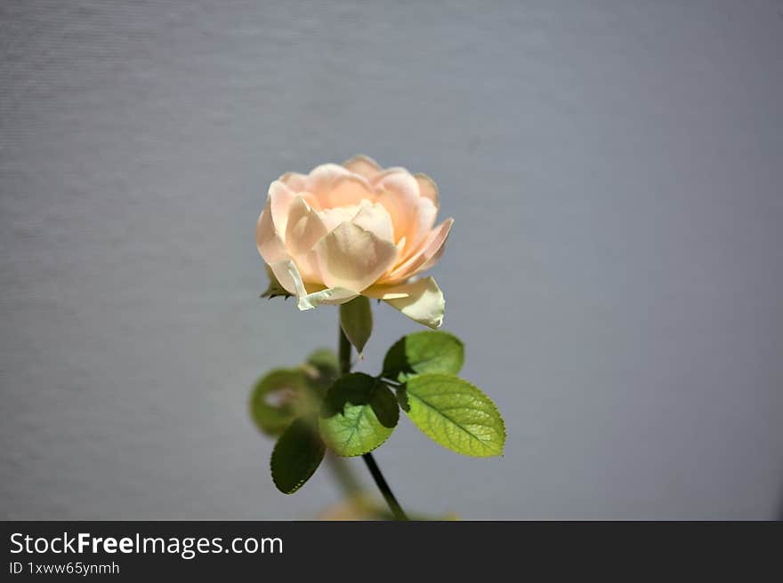Sunlit orange miniature rose in bloom on its stem on a white background seen up close