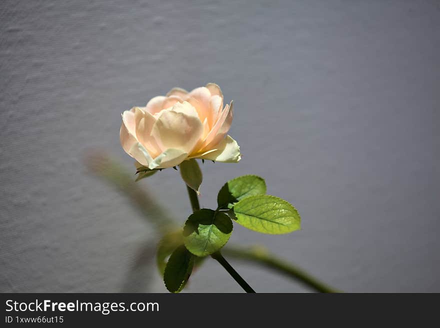 Sunlit orange miniature rose in bloom on its stem on a white background seen up close