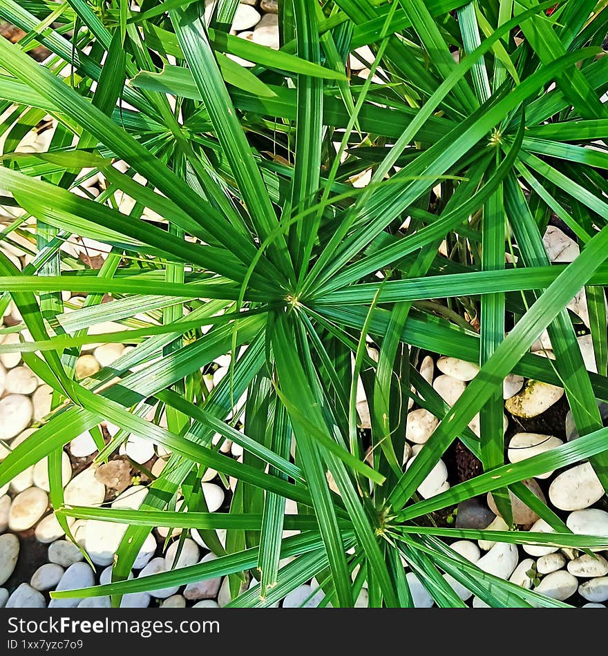 Cyperus papyrus in the small garden