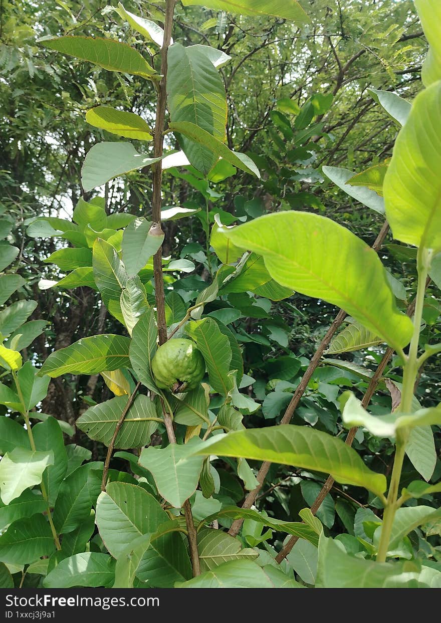 Fresh fruit tree.this is fruit tree in my garden
