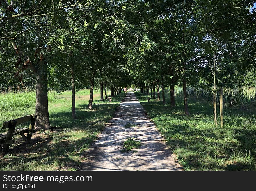 Path in the shade casted by two rows of trees on the ground in a park on a sunny day in the italian countryside