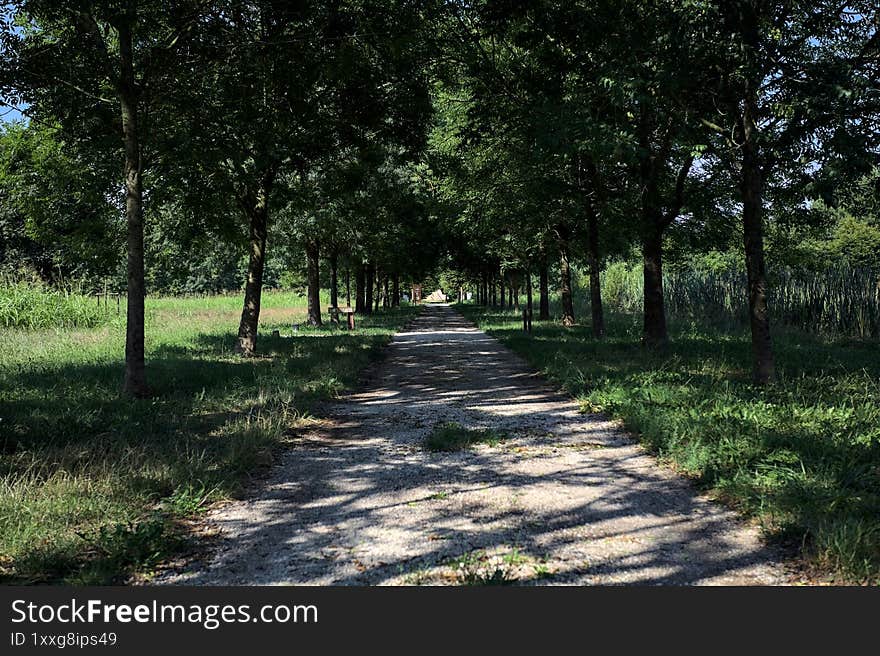 Path in the shade casted by two rows of trees on the ground in a park on a sunny day in the italian countryside