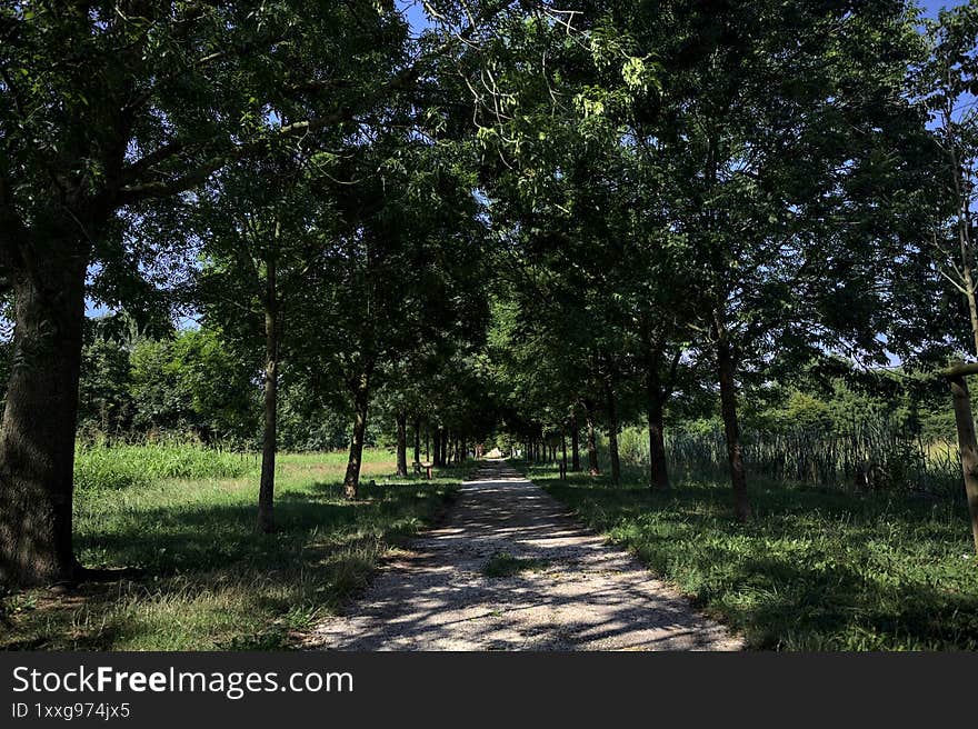 Path in the shade casted by two rows of trees on the ground in a park on a sunny day in the italian countryside