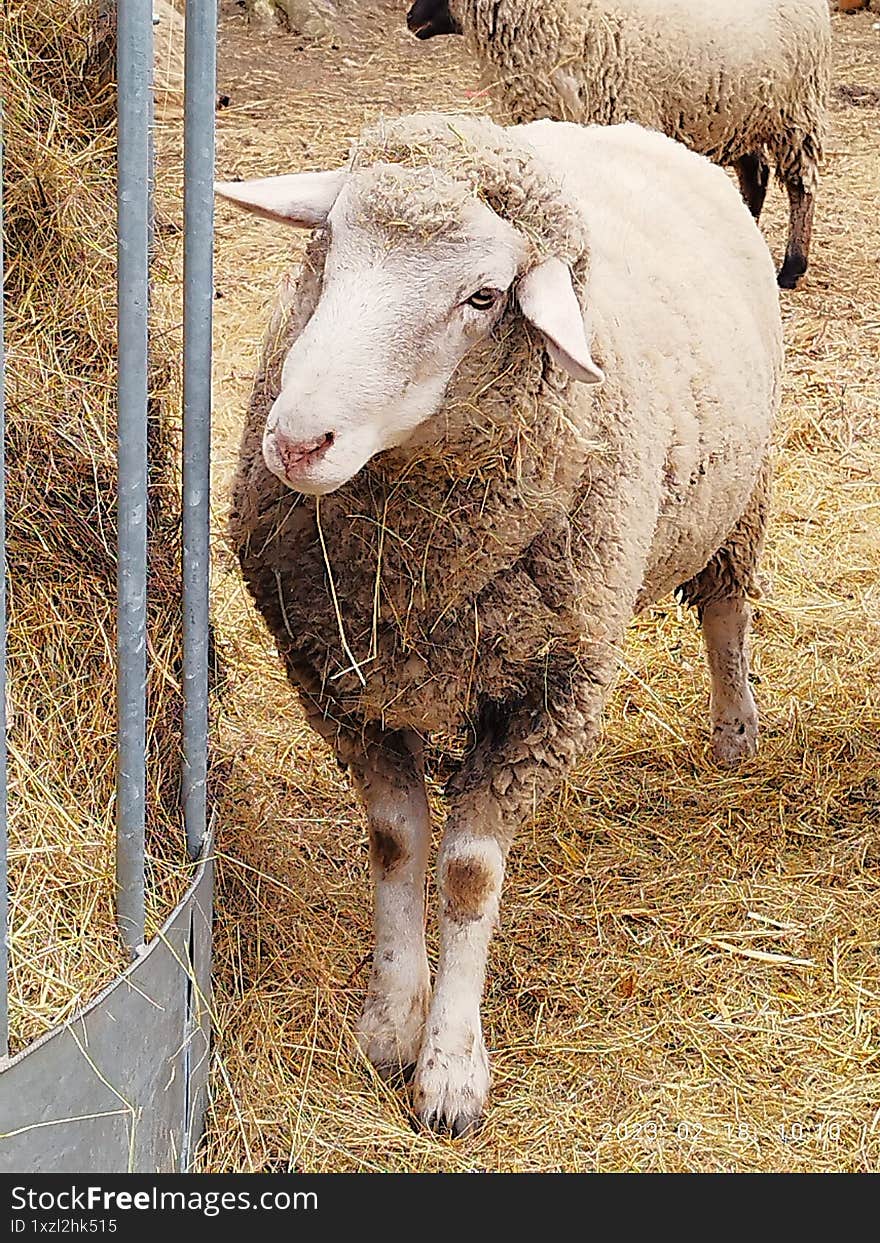 A light brown sheep is standing next to a straw bale storage in the pen.
