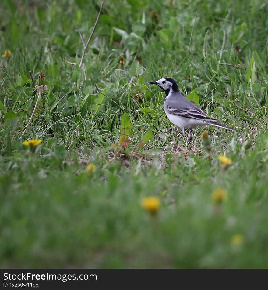 Close-up of a wagtail searching for food in a meadow.