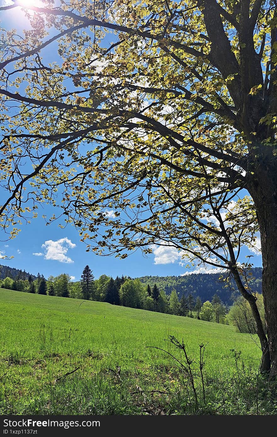 Landscape of mountain meadows turning green in spring.