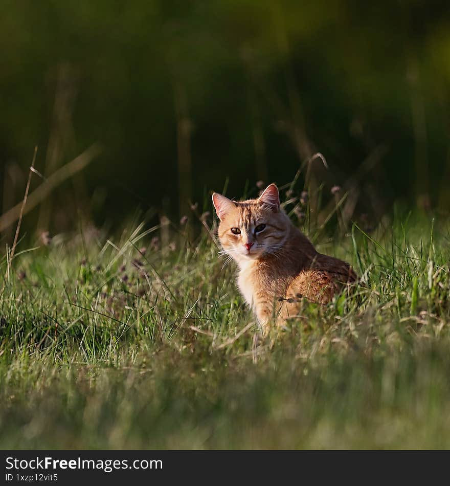 Portrait of a ginger cat in a meadow.