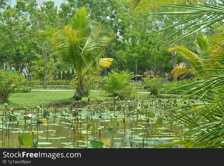 A image of a green park lotus pond