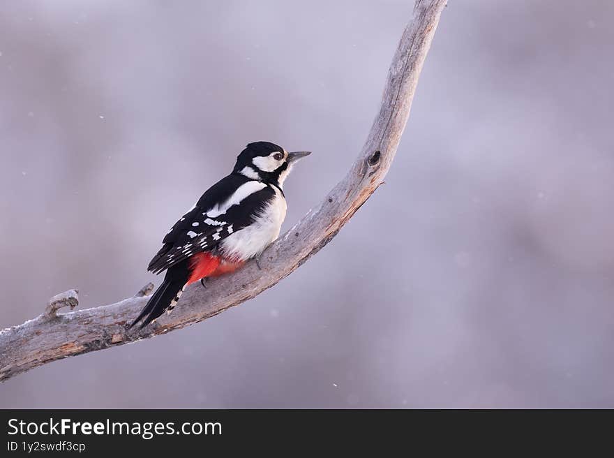 White Spotted Woodpecker perched on branch in snowing winter
