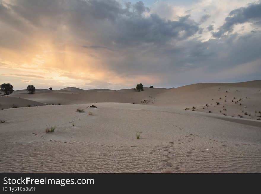 Golden hour over Al Qudra desert dunes near Dubai, showcasing dramatic sand textures and a warm sunset palette. Silhouetted shrub in foreground adds depth. Perfect for travel themes, desert conservation content, or calming backgrounds