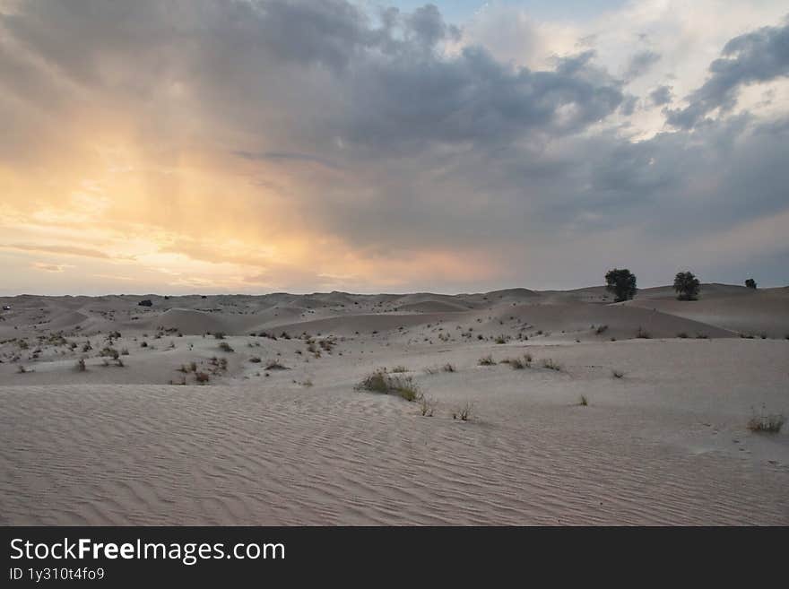 Golden hour over Al Qudra desert dunes near Dubai, showcasing dramatic sand textures and a warm sunset palette. Silhouetted shrub in foreground adds depth. Perfect for travel themes, desert conservation content, or calming backgrounds