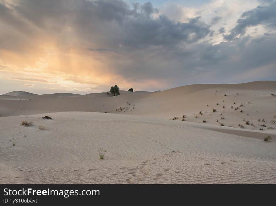 Golden hour over Al Qudra desert dunes near Dubai, showcasing dramatic sand textures and a warm sunset palette. Silhouetted shrub in foreground adds depth. Perfect for travel themes, desert conservation content, or calming backgrounds