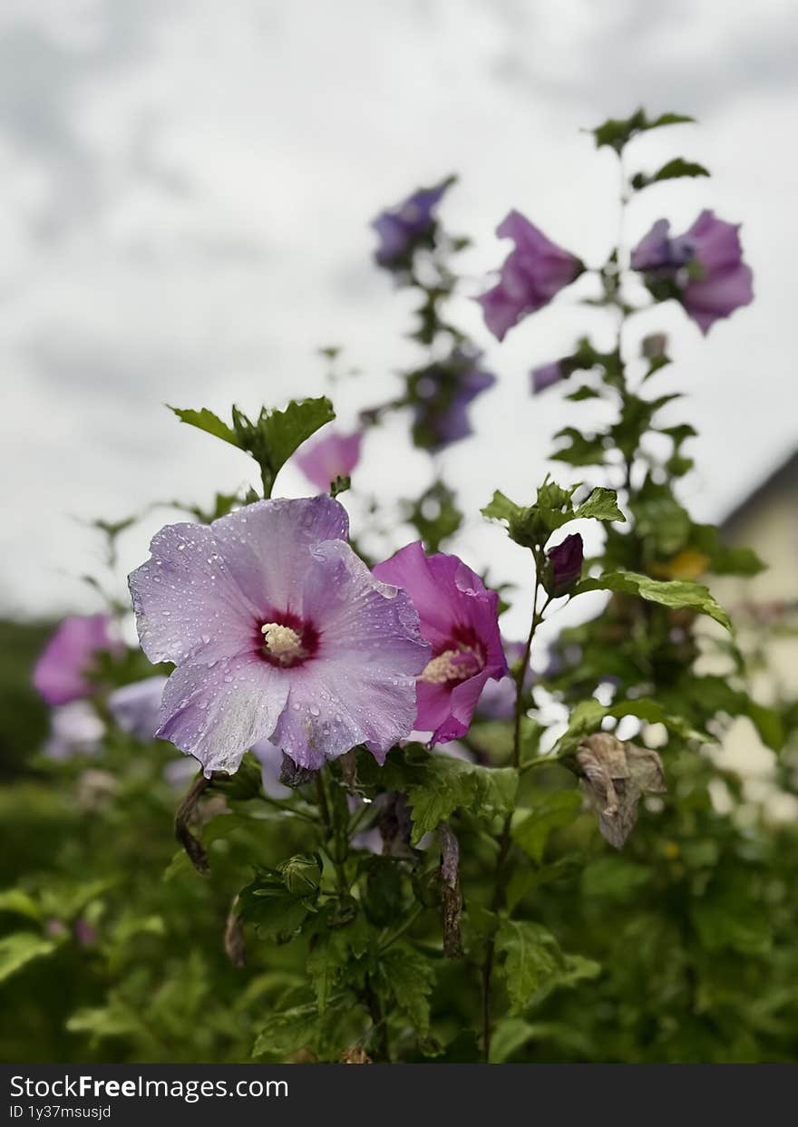Hibiscus flowers in the rain