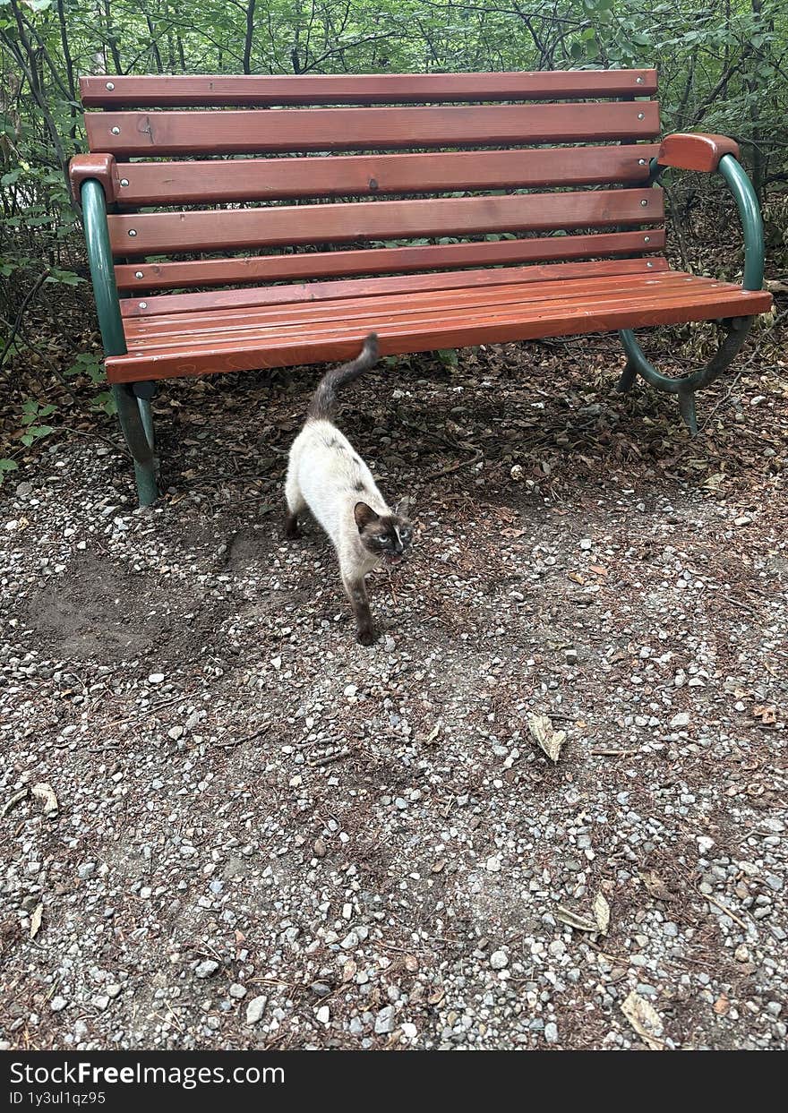 Lost beautiful cat,at Dino Park.
