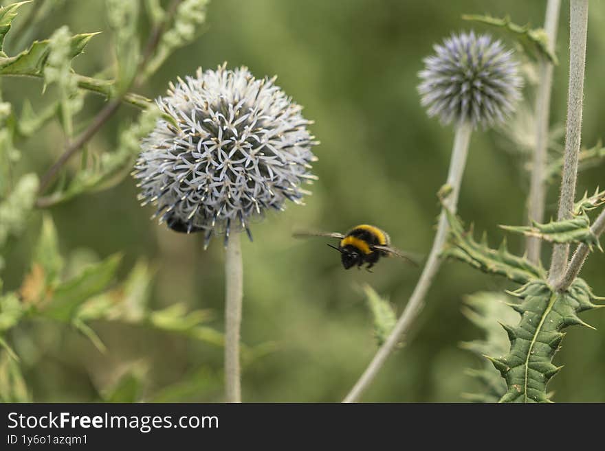 Bumblebee in Flight Near Globe Thistle Flower in Summer Garden