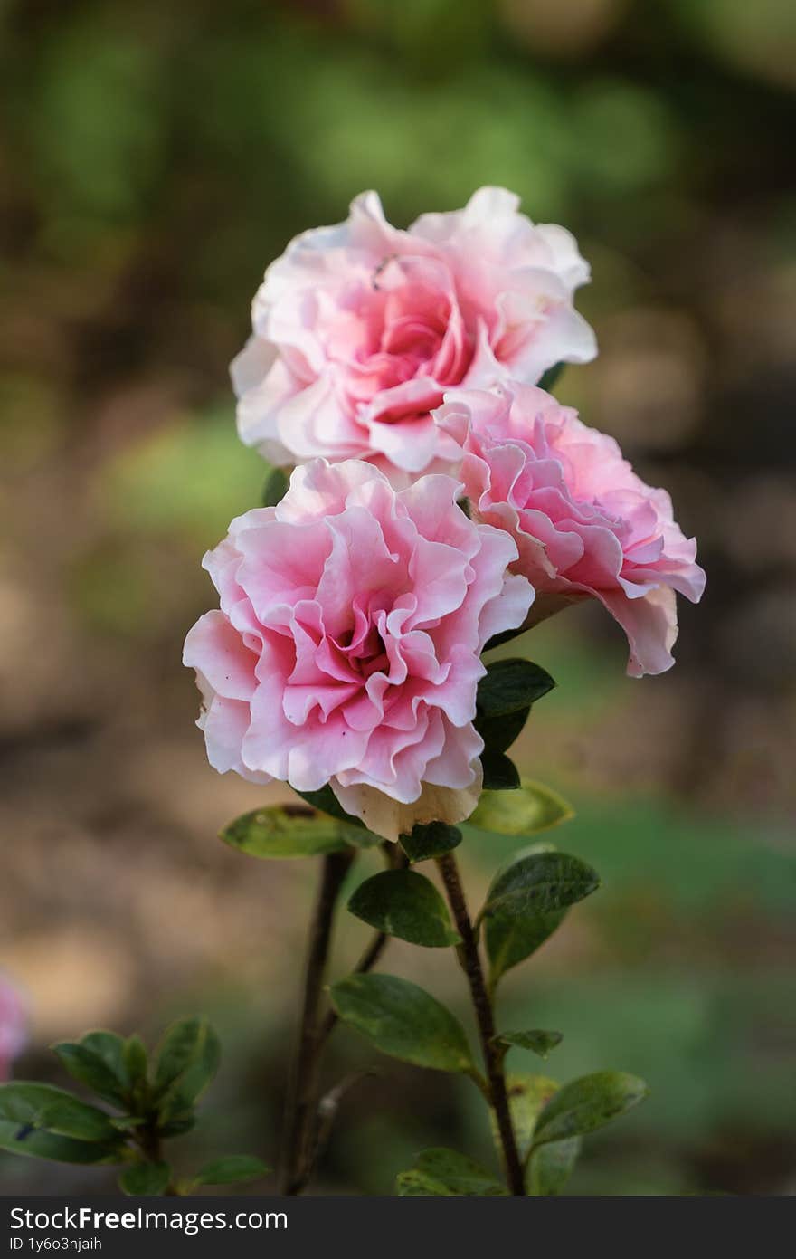 Pink Garden Roses Blooming in Sintra, Portugal