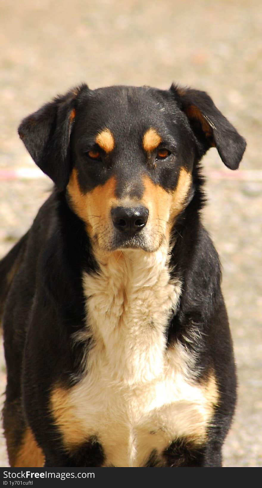 Cute black dog with white chest posing for the photograph