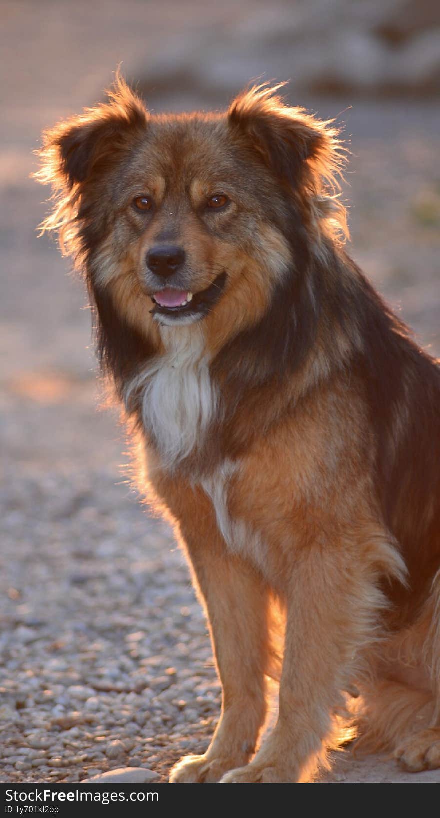 Attractive brown shaggy dog waiting for owner