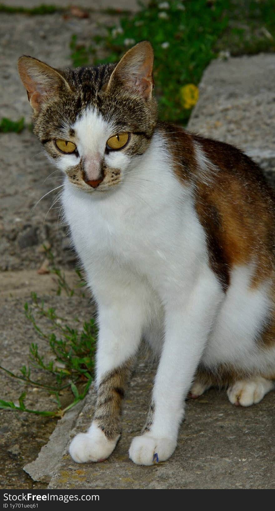 House cat, with white chest and greyish-brown patches