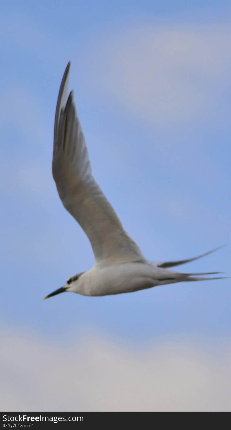 Comon tern, Sterna hirundo, in flight foraging for food