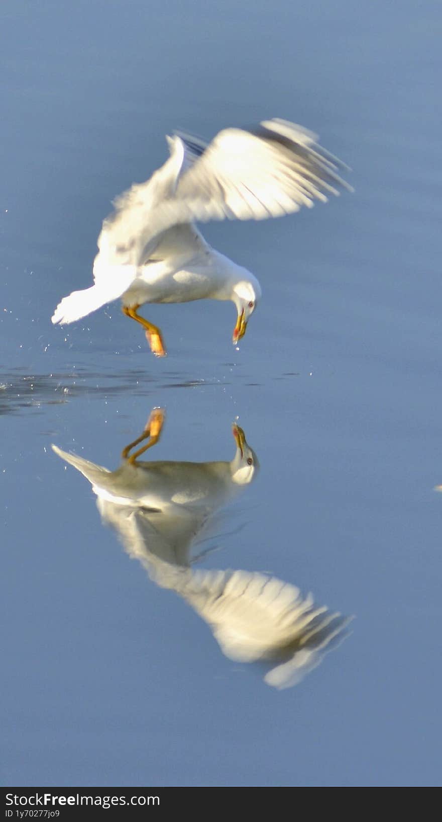 Flying seagull seeing its own image reflected on the water's surface