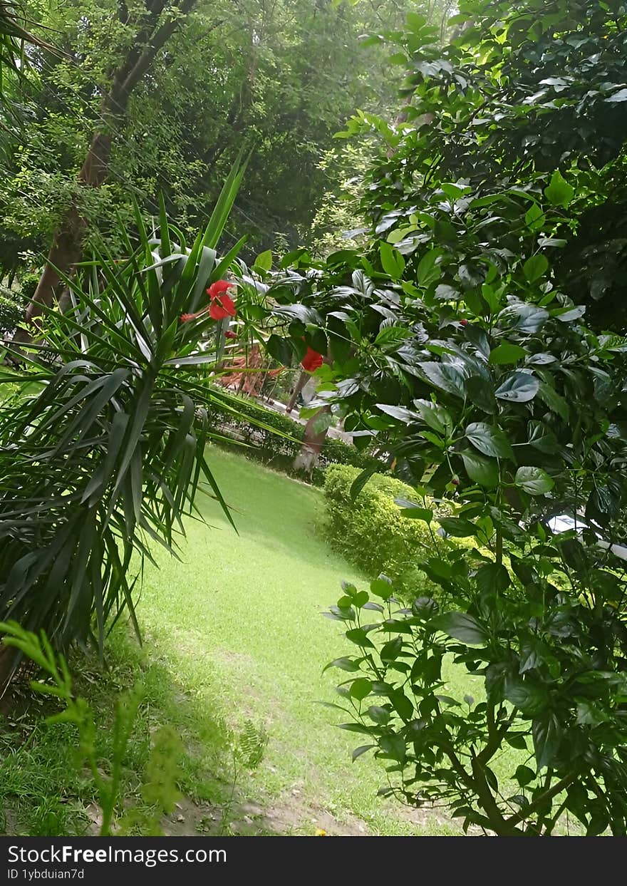 A high-resolution photograph of a peaceful garden featuring bright red hibiscus flowers surrounded by deep green foliage. Captured