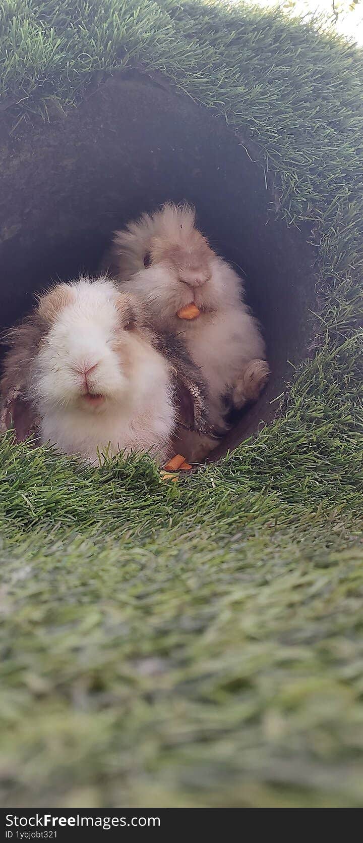 Two adorable rabbits are nestled inside a cozy dirt burrow. One bunny has light brown and white fur, while the other is mostly whi