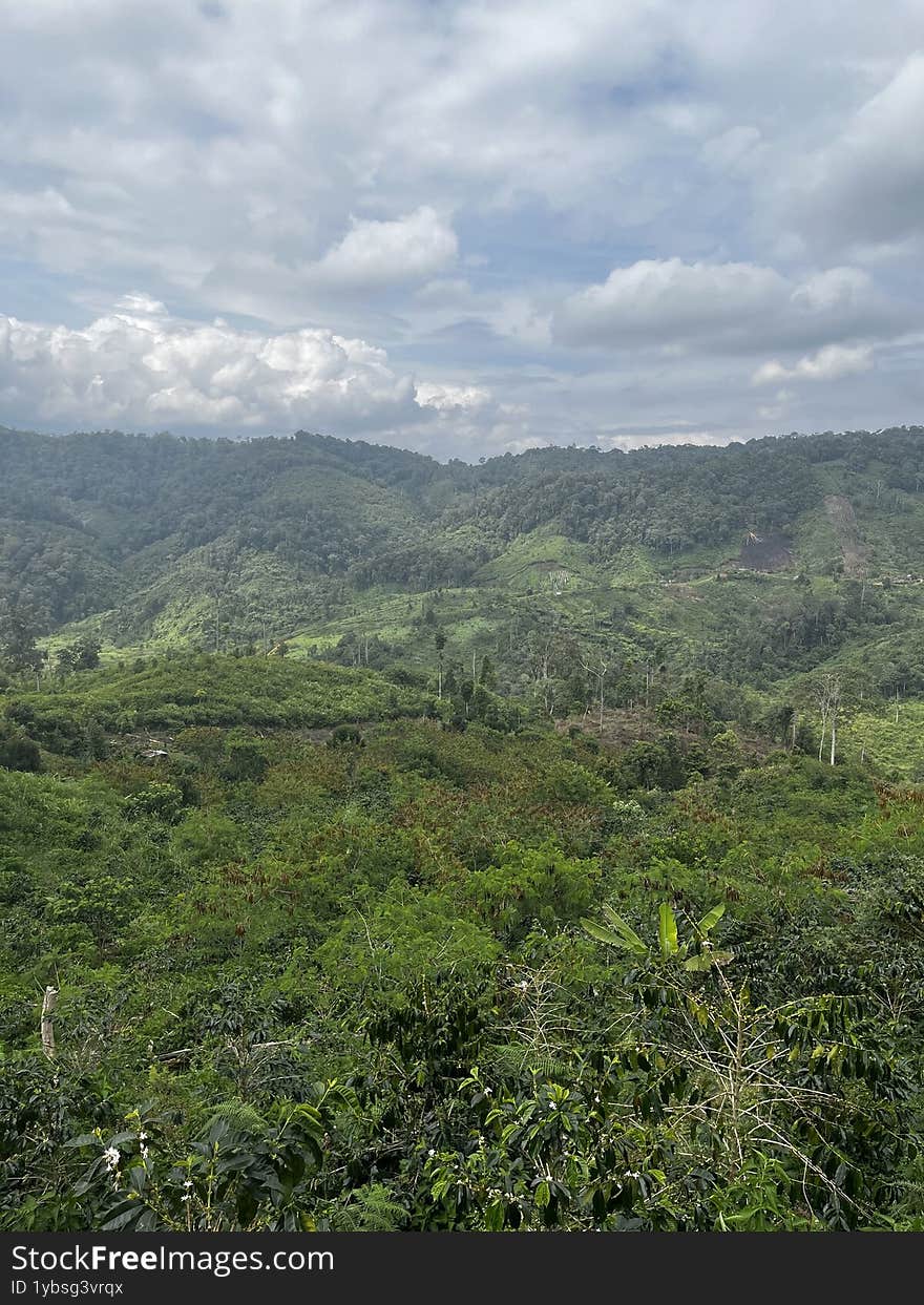 Expansive coffee plantation with lush tropical hills, fertile soil, and fresh mountain air ideal for farming and investment.