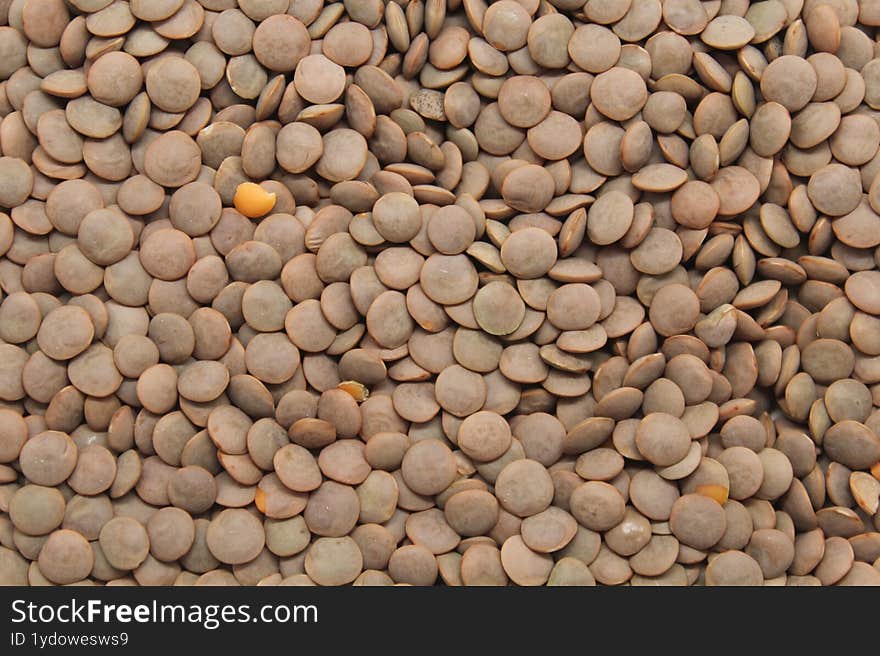 Lentil - Vicia lens - is a dicotyledonous angiosperm plant of the Fabaceae (or Leguminosae) family