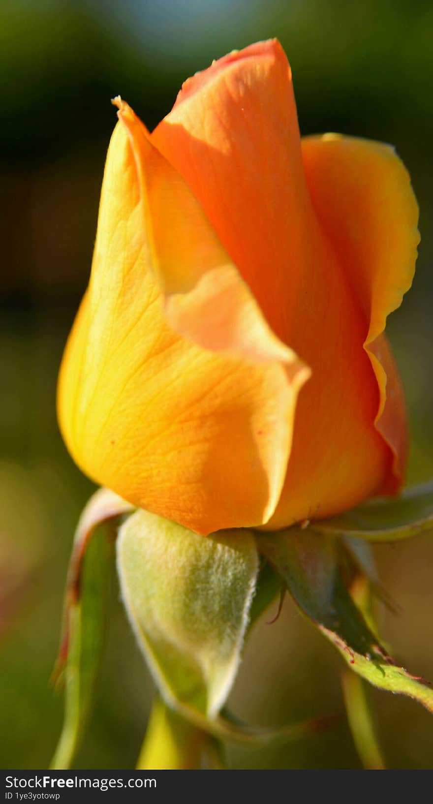 A solitary yellow rosebud about to bloom
