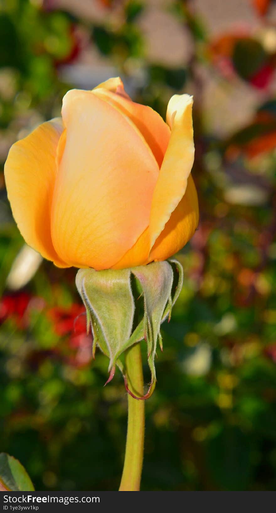 Single yellow rose with fully open petals