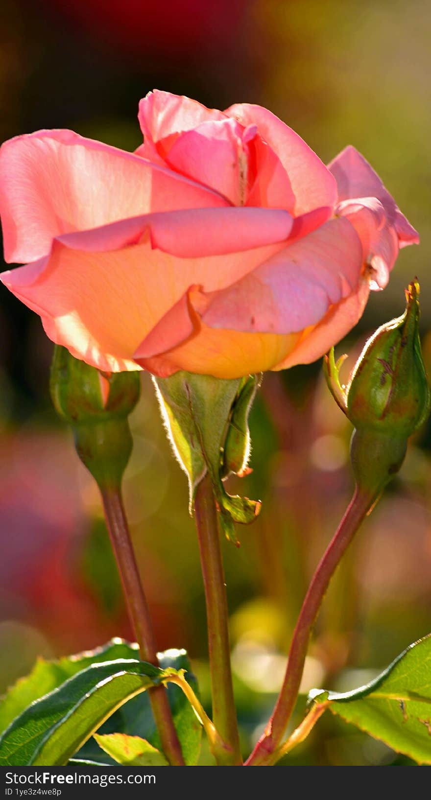 Pink rose with a bud on each side