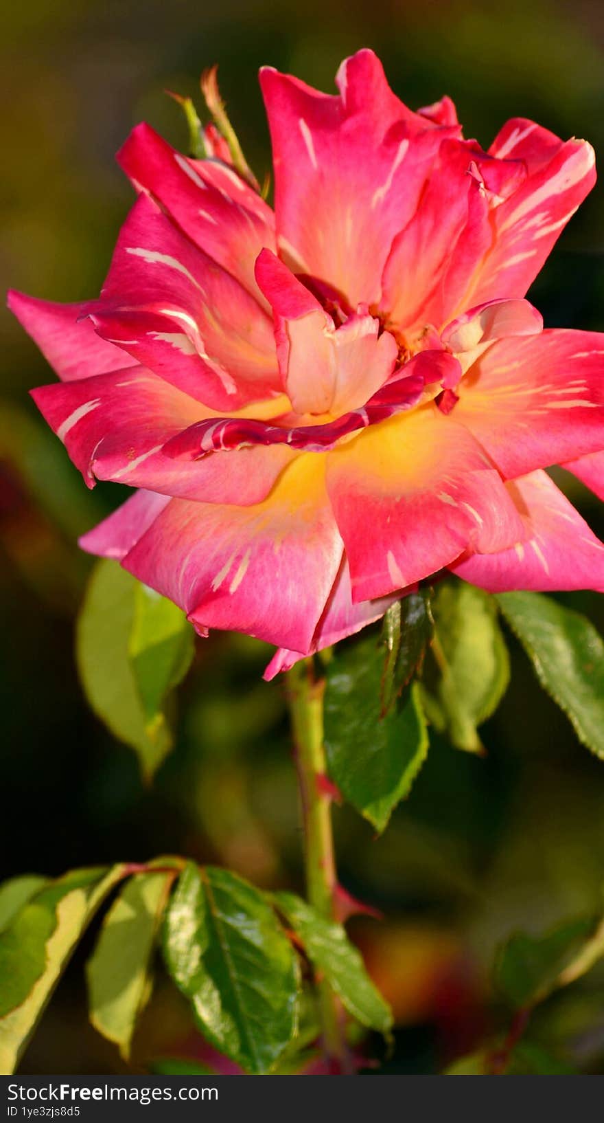 Single rose with reddish-yellow petals