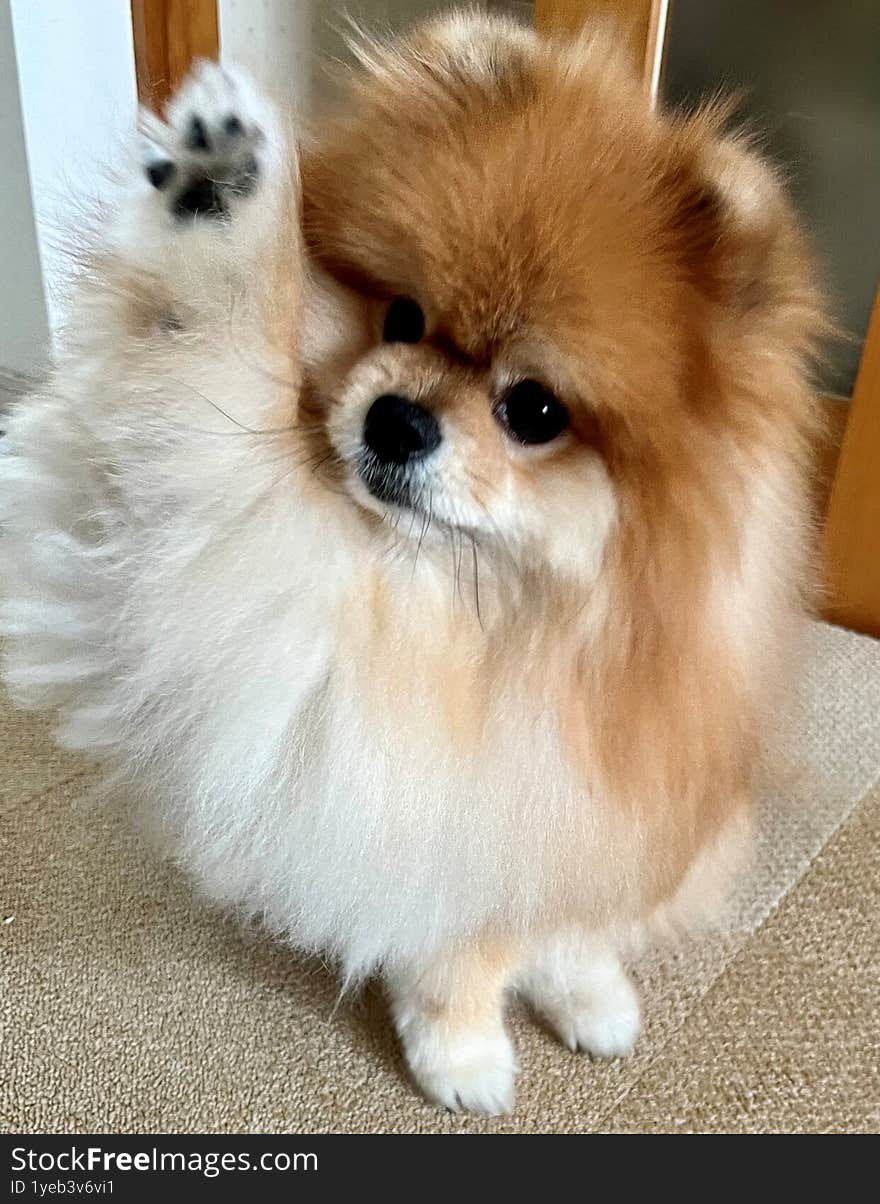 Fluffy Adorable Pomeranian Giving a Paw