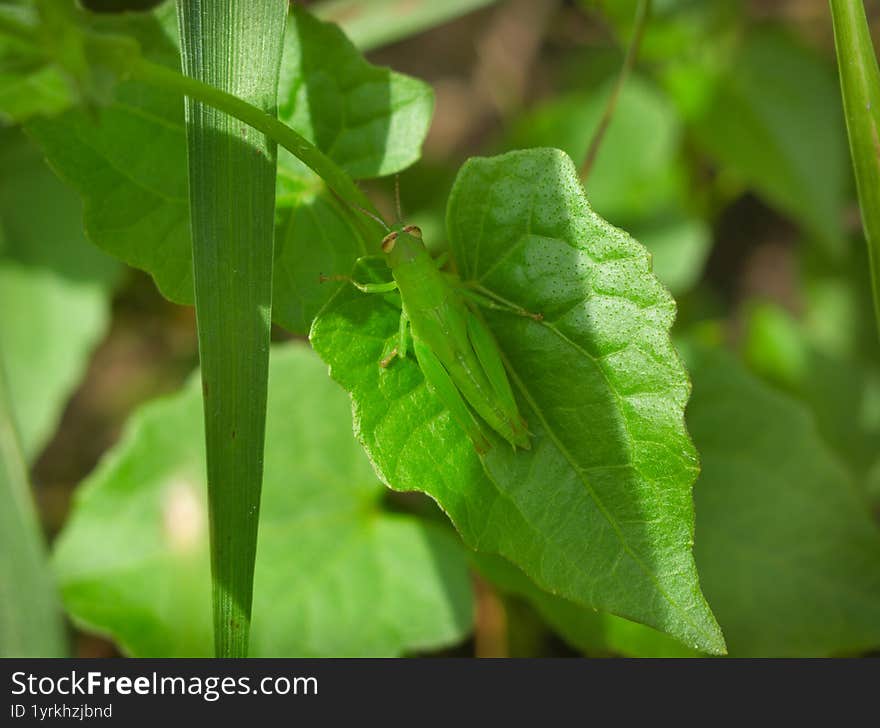 Green grasshopper perched on a leaf. This beautiful creature was observed in Northeastern Thailand in August 2025
