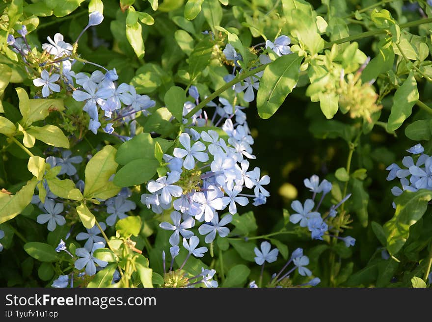 Delicate blue flowers unfurl amidst lush green foliage.