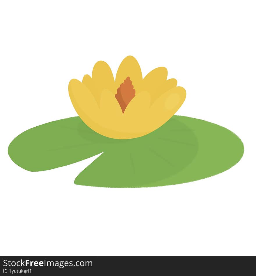 Water Lilly Flower with Green Leaf