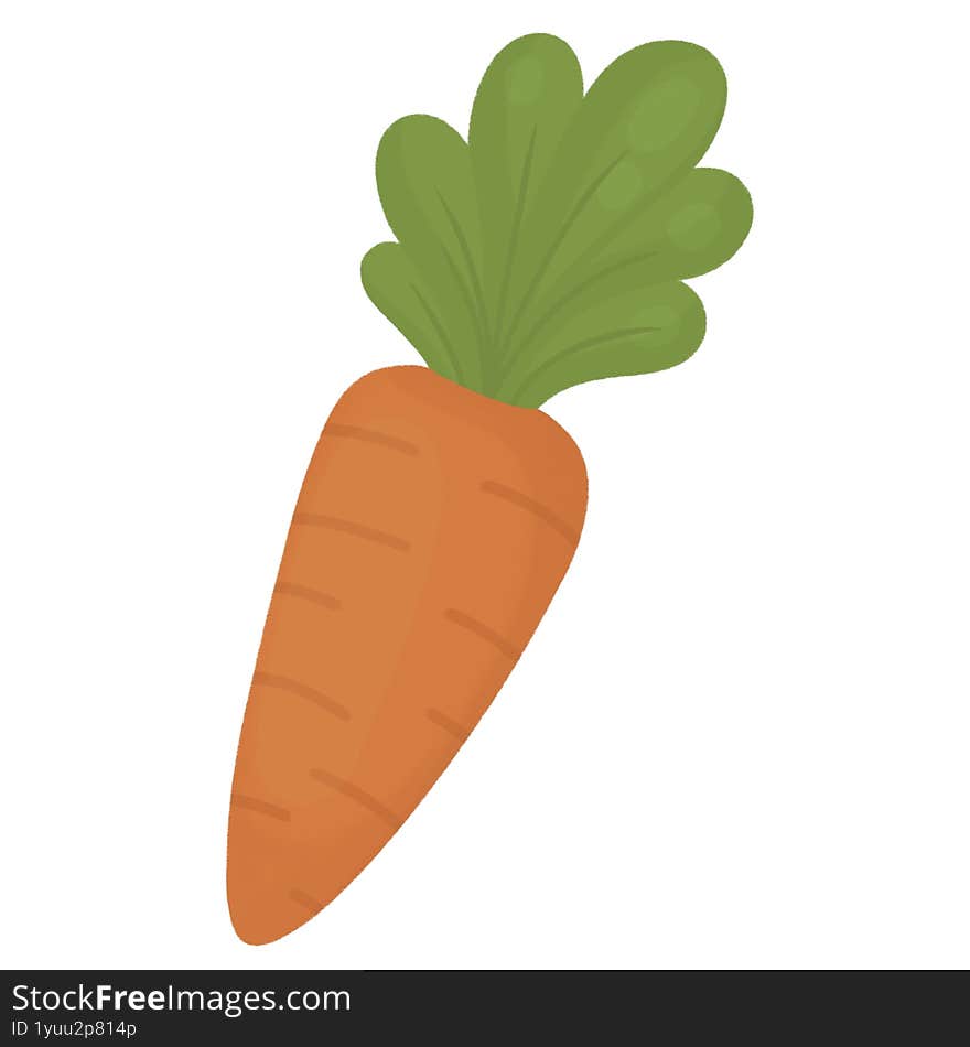 Carrot Orange Garden Summer Vegetable