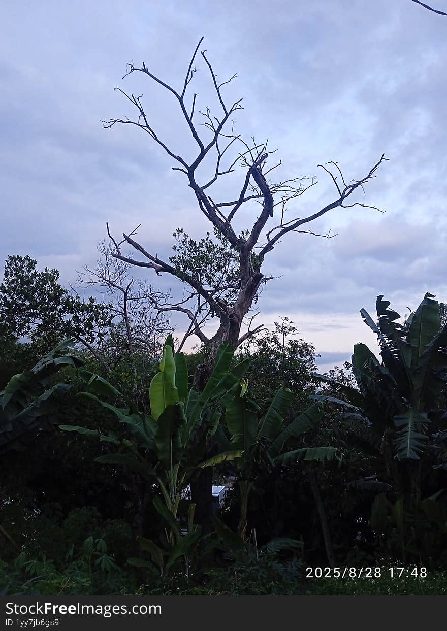 Dry twigs somewhere in Indonesia