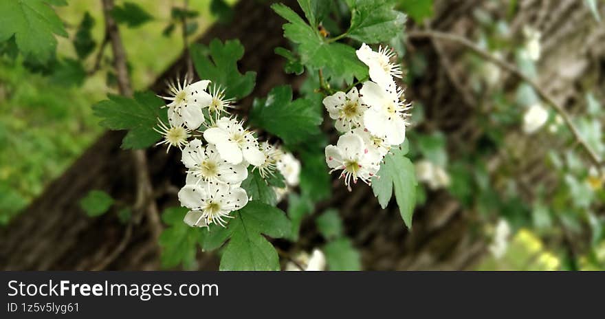 White blossoms of hawthorn are captured close up among green foliage creating a sense of freshness and harmony perfect for projects and decor