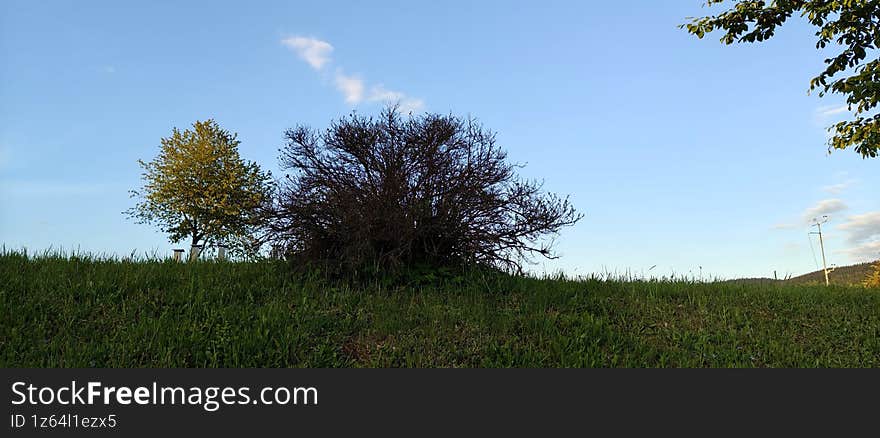 Two Shrub Trees on Grassy Hill under Blue Sky