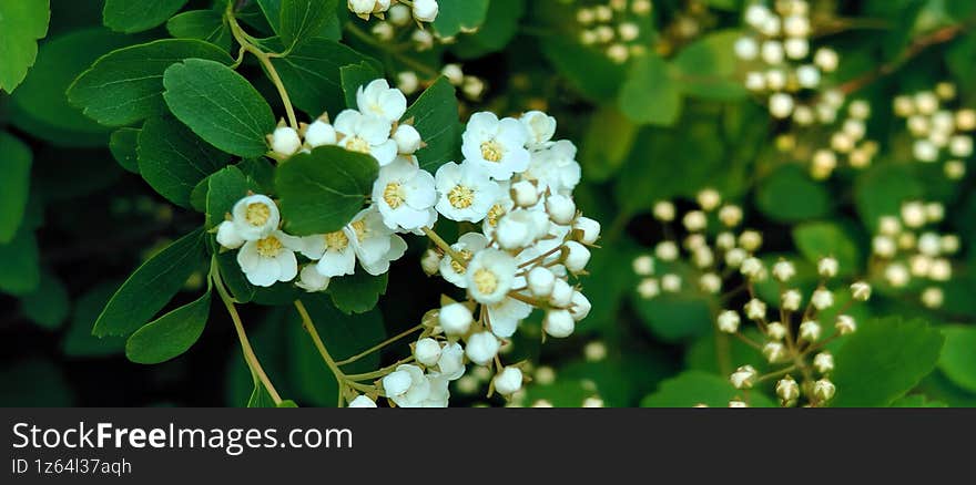 Spiraea Vanhouttei Close Up with White Blossoms