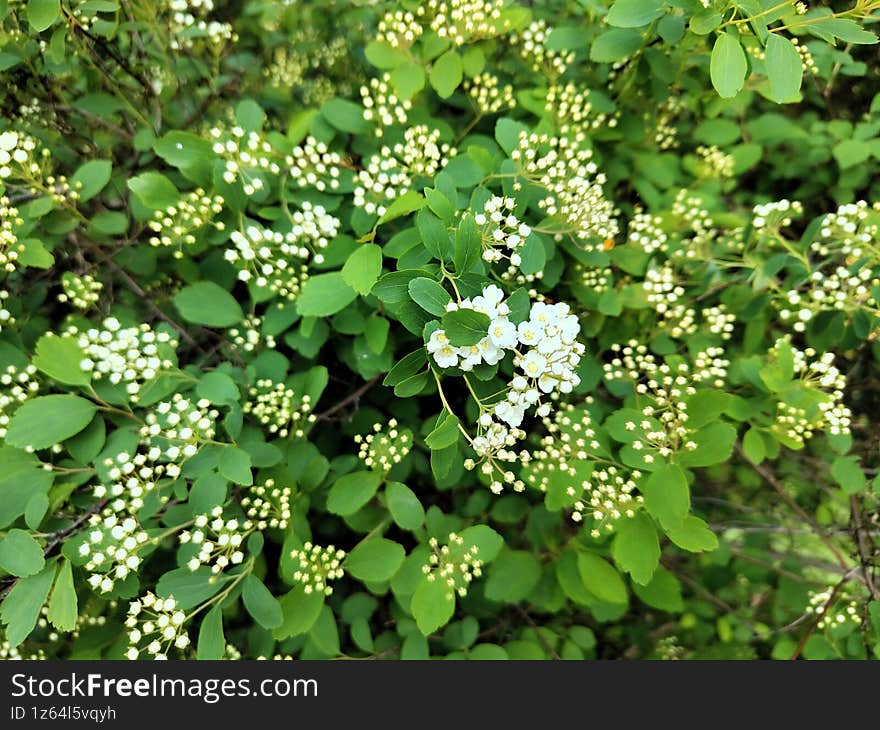 Spiraea Vanhouttei Close Up with White Blossoms