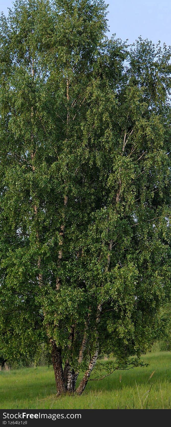 Warty Birch Close Up with Green Leaves in Forest